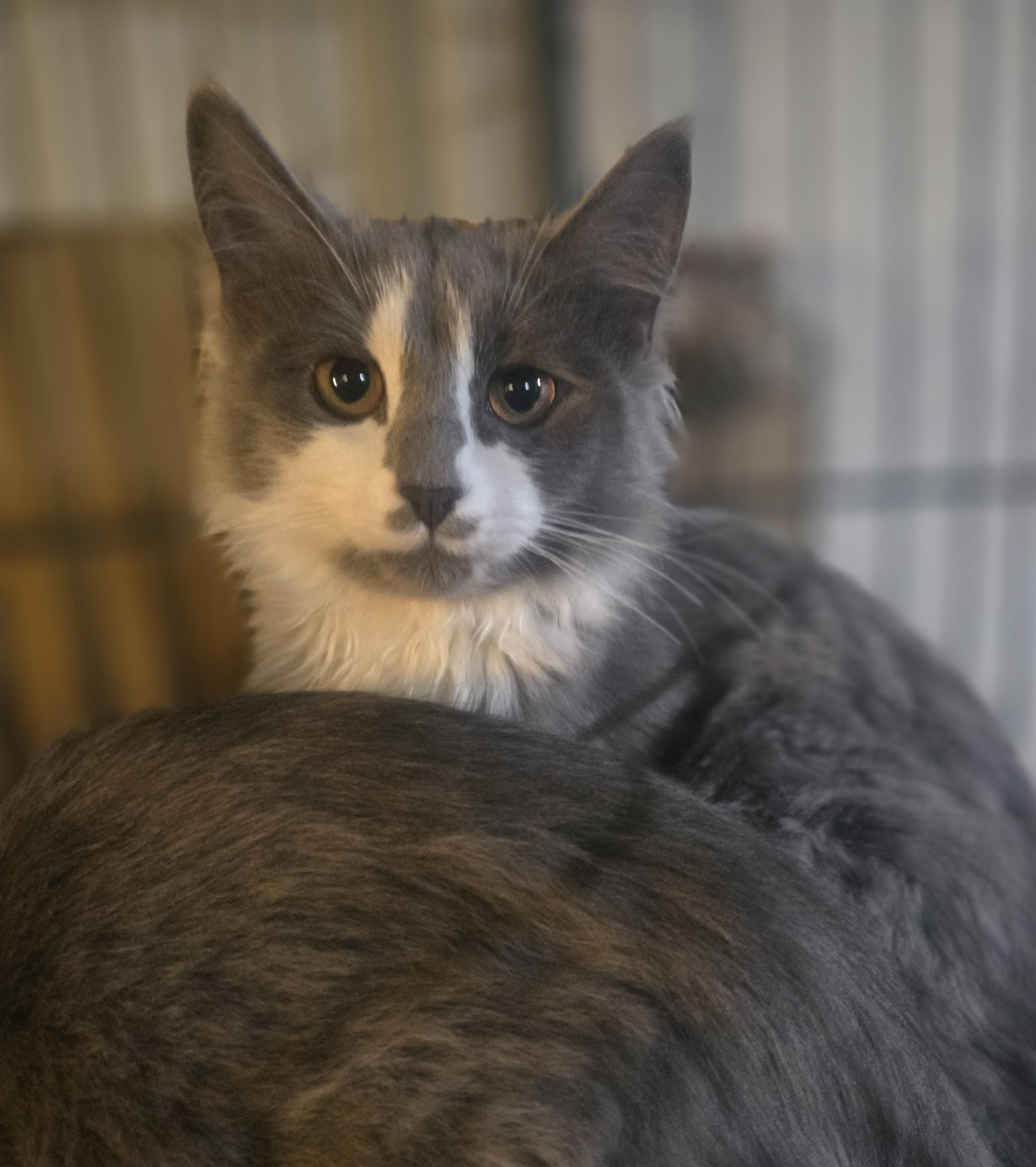 Enlarge Its Spooky Season (Spook), a Adopted Domestic Long Hair in Elizabeth, PA image 4/6