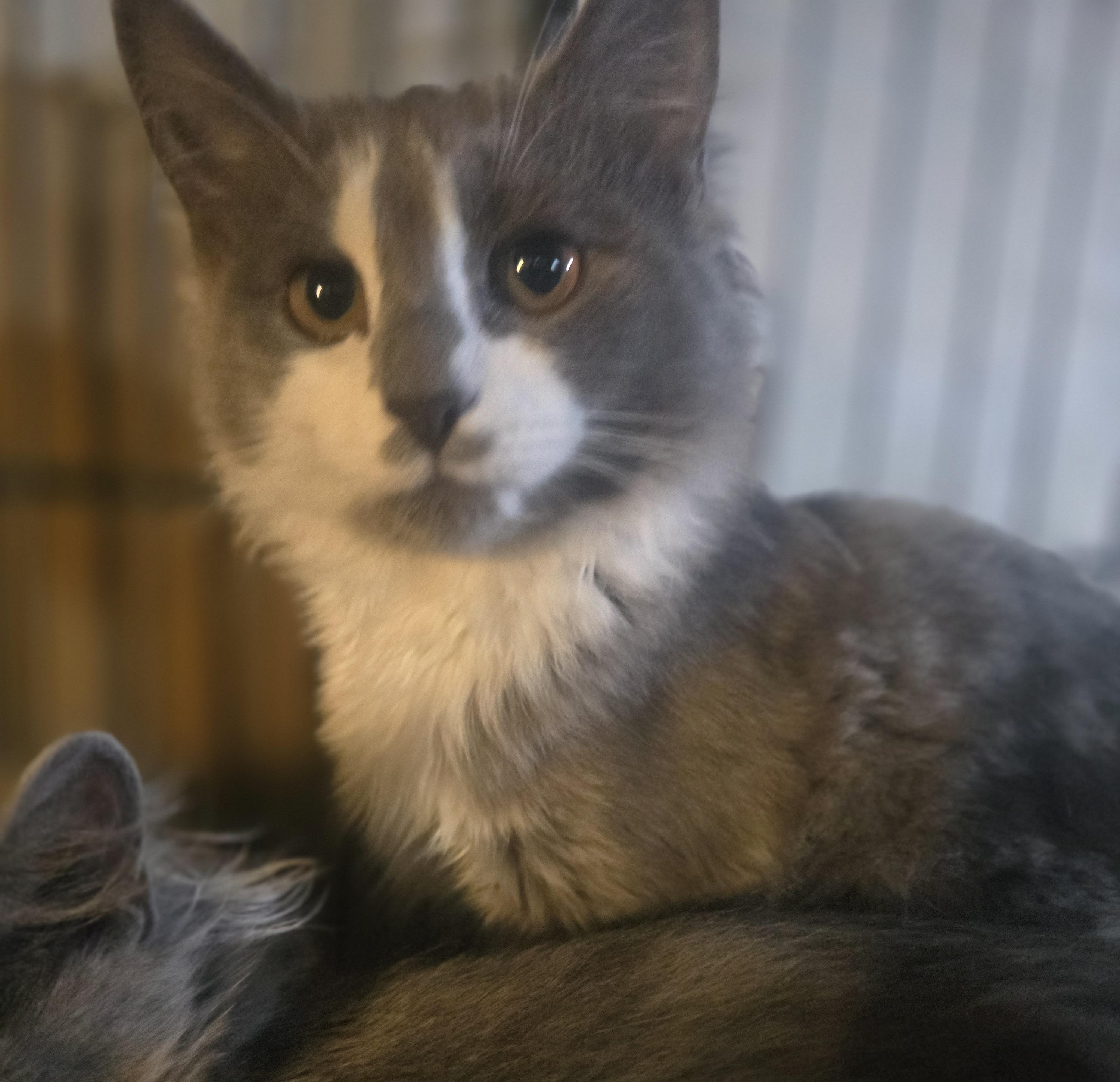 Enlarge Its Spooky Season (Spook), a Adopted Domestic Long Hair in Elizabeth, PA image 6/6