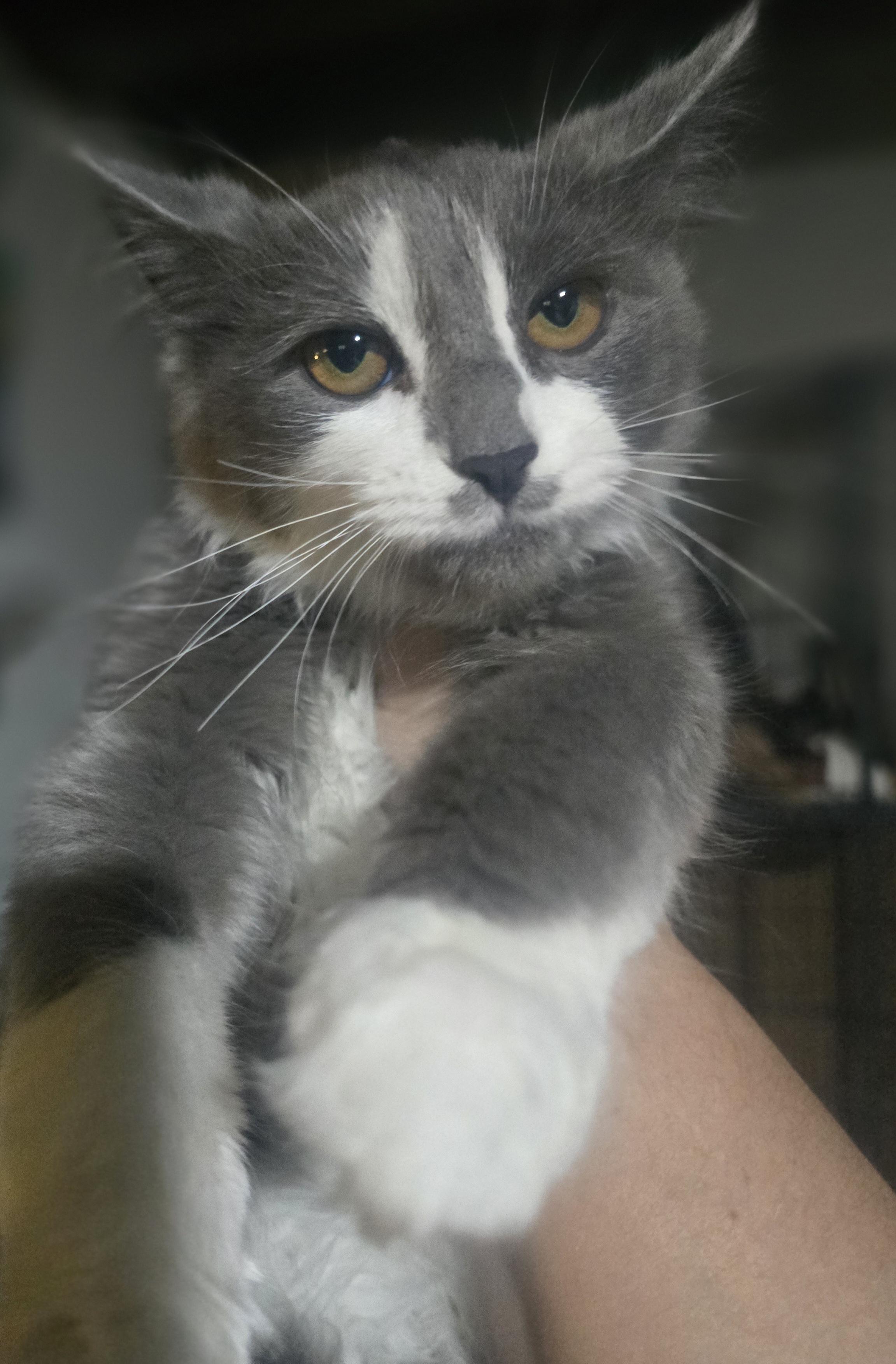 Enlarge Its Spooky Season (Spook), a Adopted Domestic Long Hair in Elizabeth, PA image 2/6