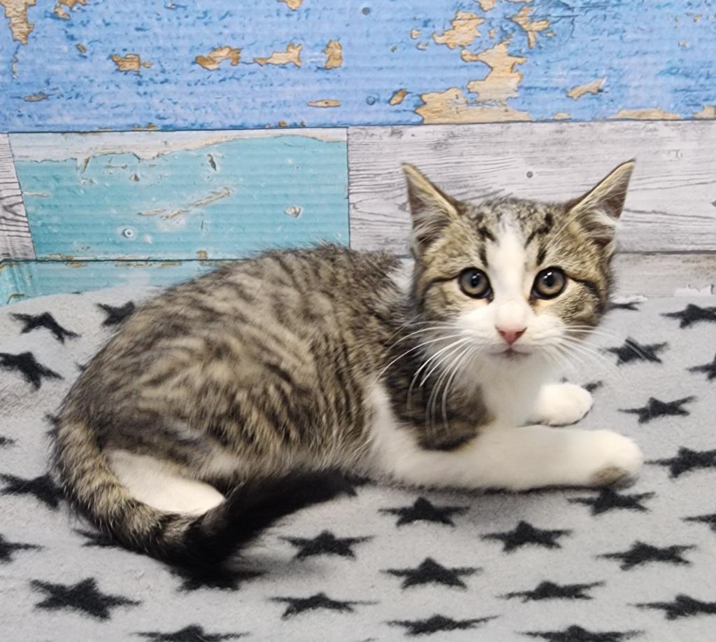 Drumstick thumbnail 2