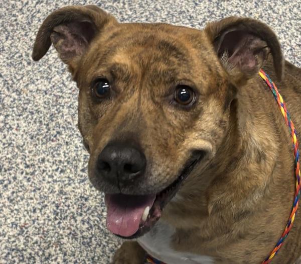 Enlarge Gracie, a Adoptable mixed breed in Golden, CO image 1/1