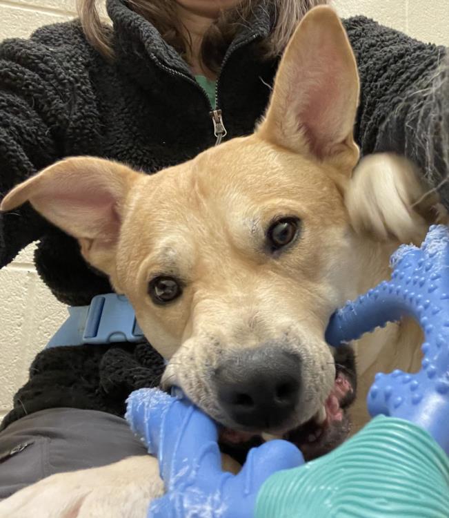 TUCKER, Adoptable, Young Male Siberian Husky & Pit Bull Terrier.