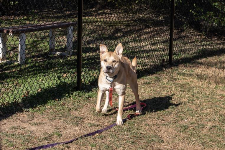 Enlarge TUCKER, a Adoptable mixed breed in Chapel Hill, NC image 1/1