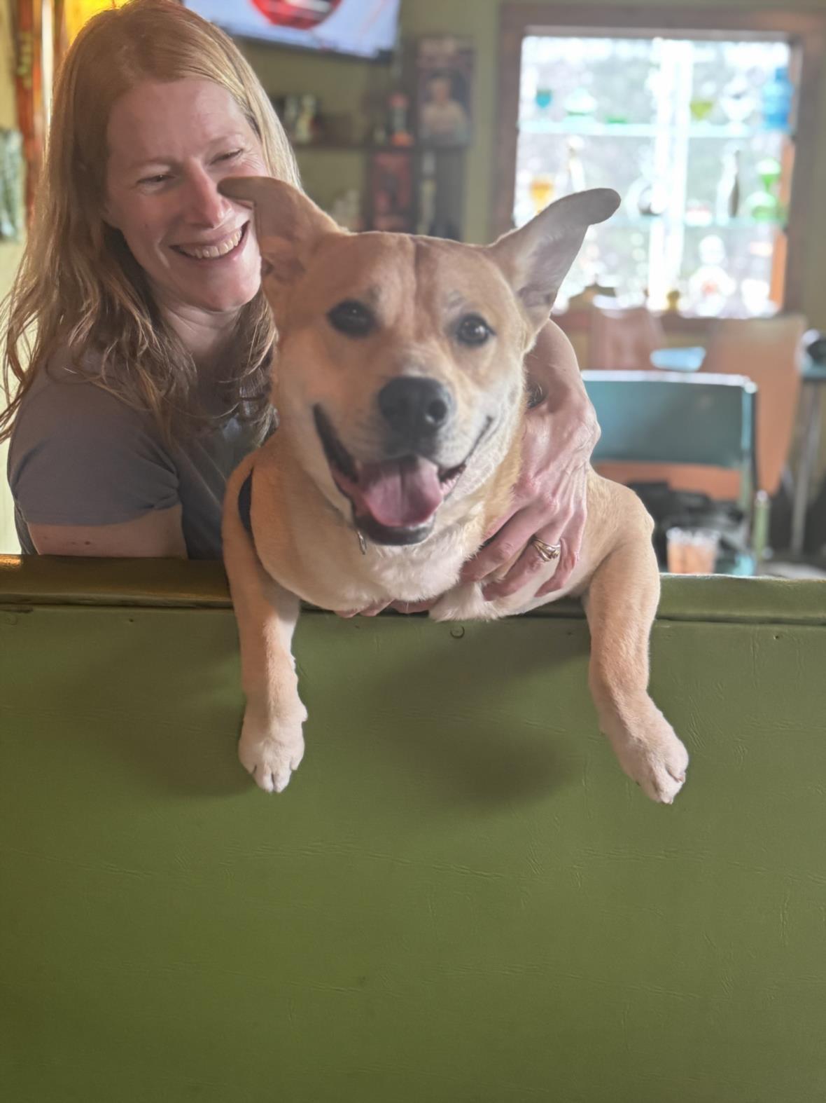 TUCKER, Adoptable, Young Male Siberian Husky & Pit Bull Terrier.