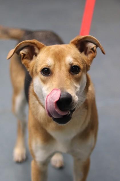 Coco, Adoptable, Young Female Mixed Breed & Mixed Breed.