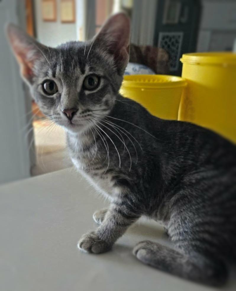 Cristina, Adoptable, Kitten Female Domestic Short Hair & Tabby.