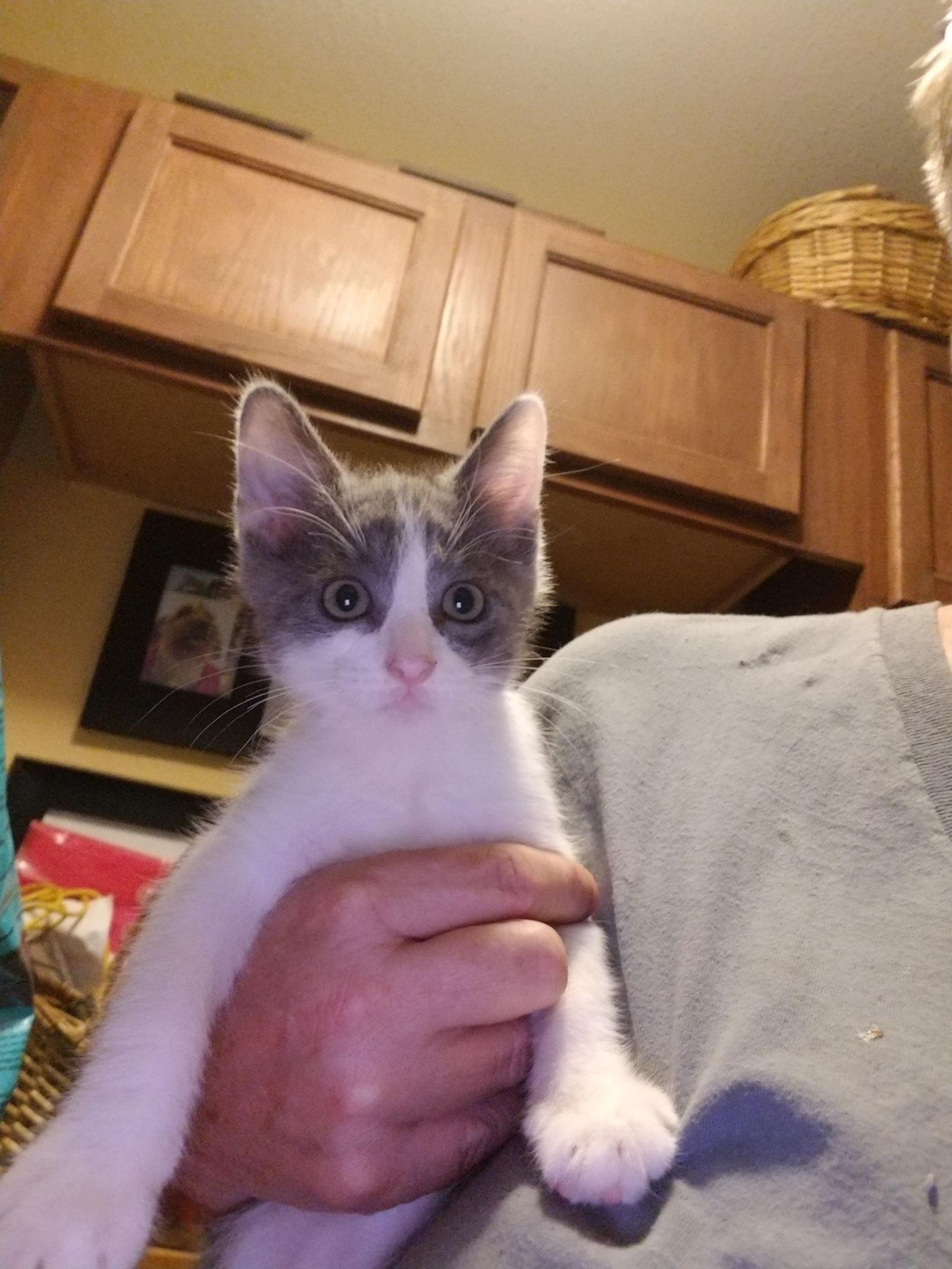 Enlarge Nikki, a Adoptable mixed breed in San Antonio, TX image 1/2