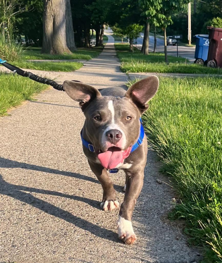 Blinky Beans, Adoptable, Young Male Mixed Breed & Mixed Breed.