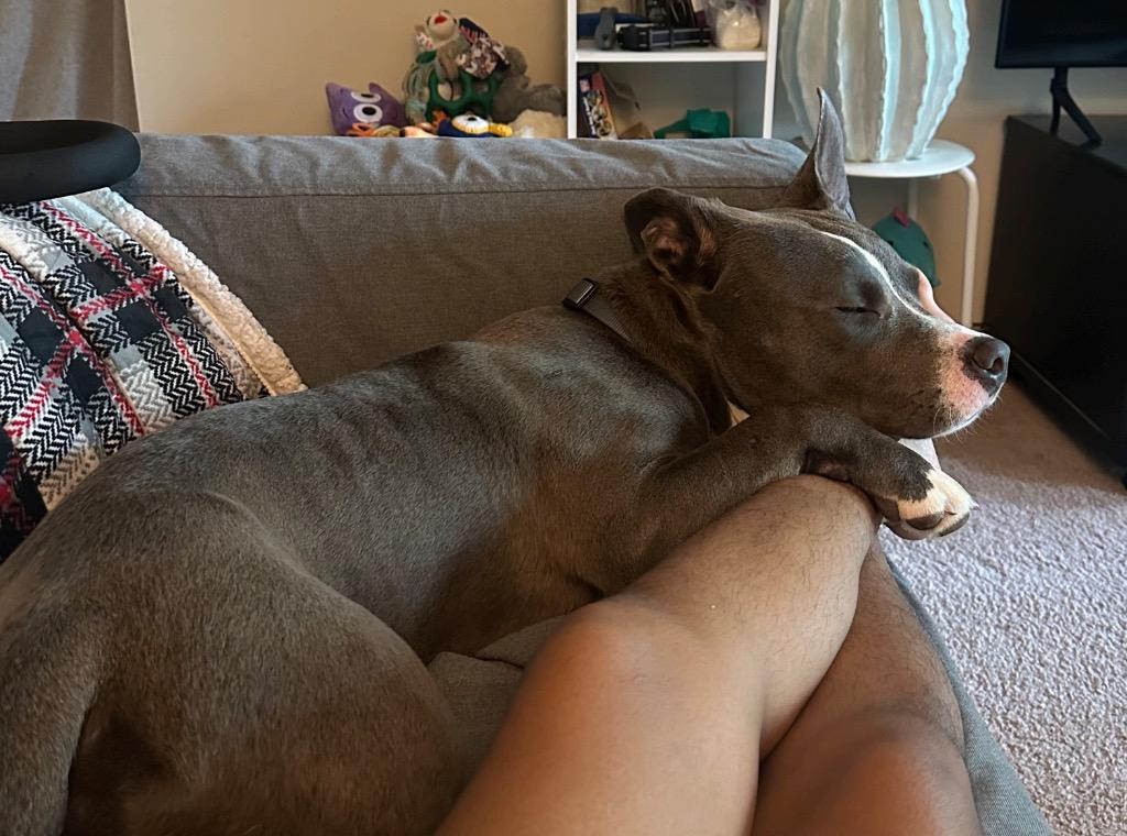 Enlarge Blinky Beans, a Adoptable mixed breed in Detroit, MI image 2/6