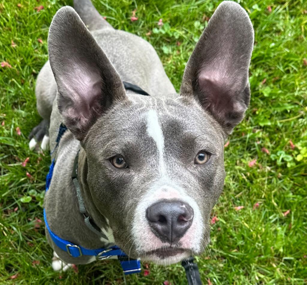 Enlarge Blinky Beans, a Adoptable mixed breed in Detroit, MI image 4/6