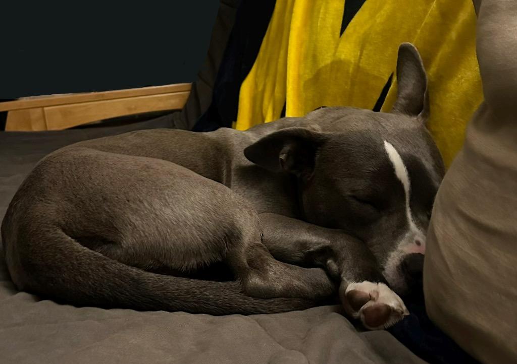 Enlarge Blinky Beans, a Adoptable mixed breed in Detroit, MI image 5/6