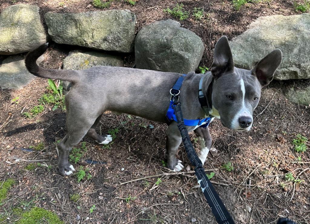 Enlarge Blinky Beans, a Adoptable mixed breed in Detroit, MI image 6/6