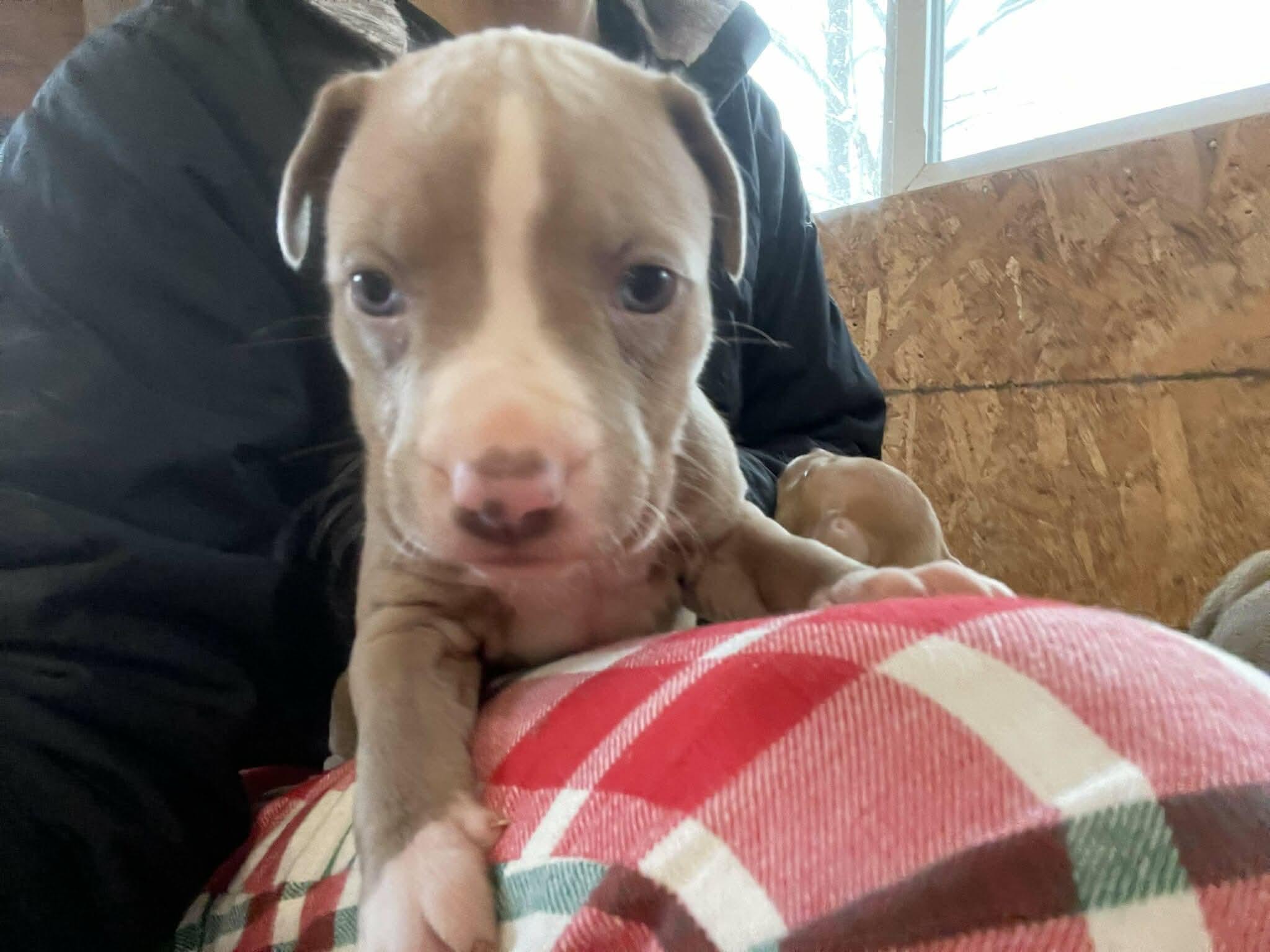 Greta’s babies, ADOPTABLE, Puppy Male Pit Bull Terrier.