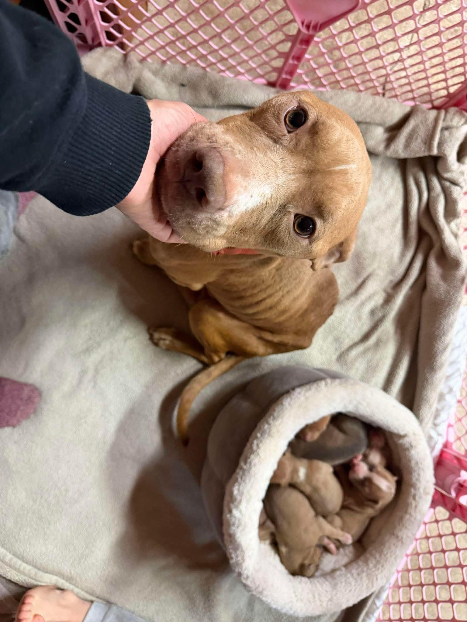 Greta’s babies, a ADOPTABLE mixed breed in Clay, NY image 2/6