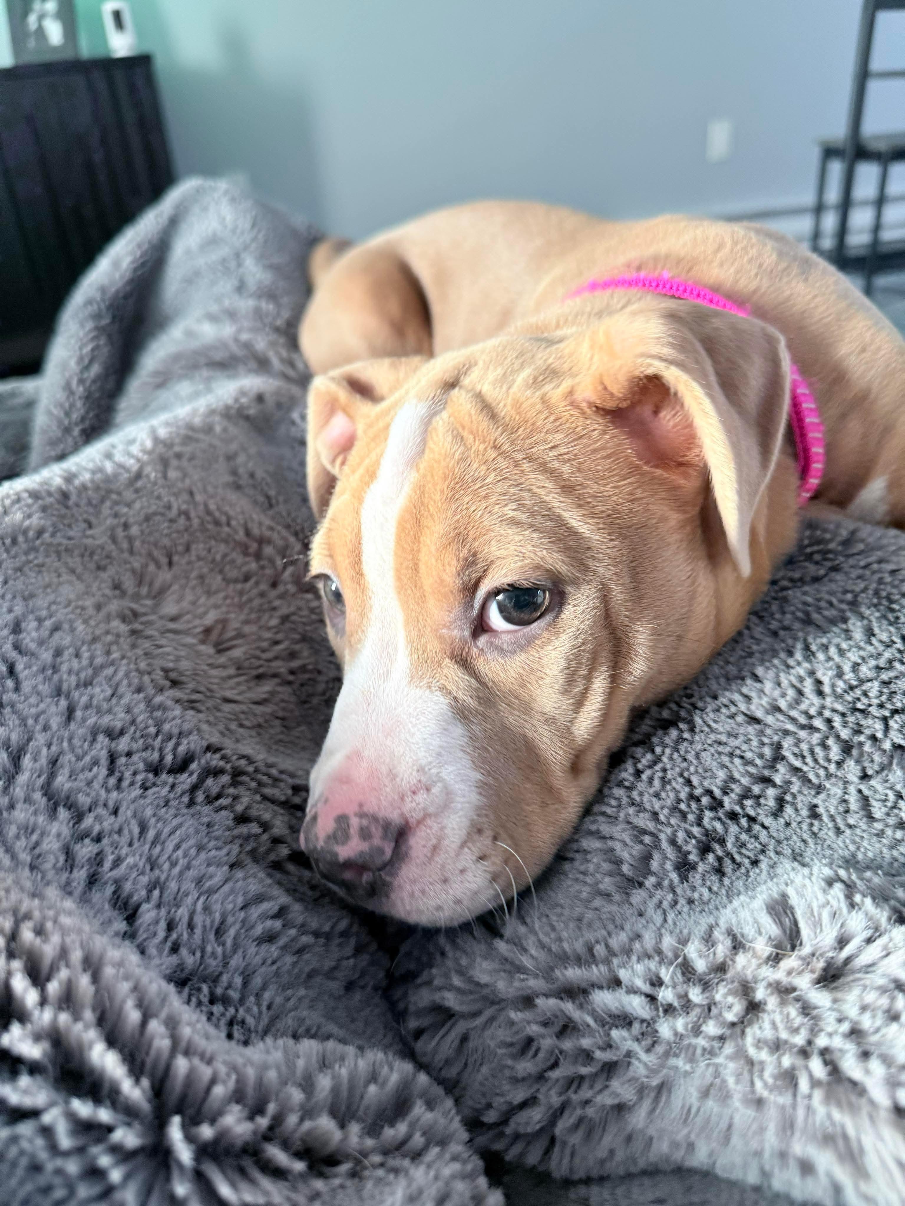 Enlarge Poppy, a ADOPTABLE mixed breed in Clay, NY image 4/4