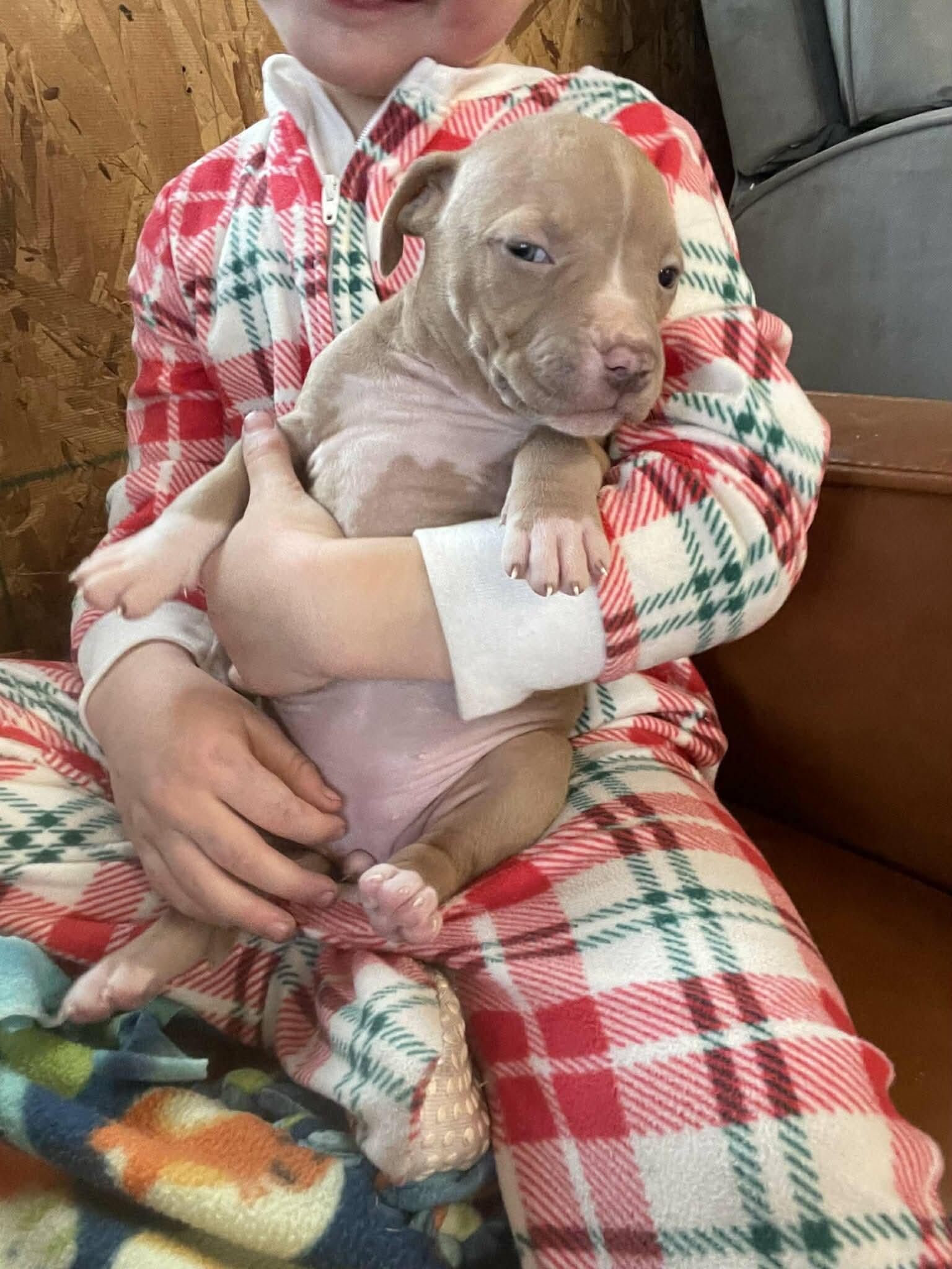 Greta’s babies, a ADOPTABLE mixed breed in Clay, NY image 3/6