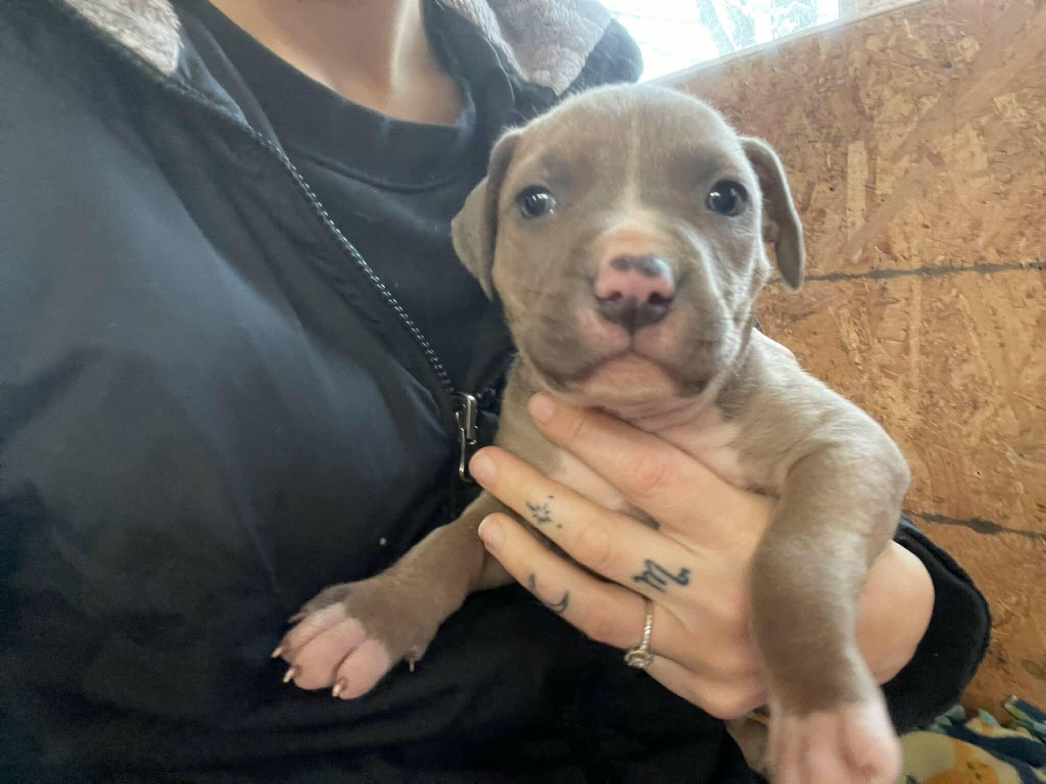 Greta’s babies, a ADOPTABLE mixed breed in Clay, NY image 4/6