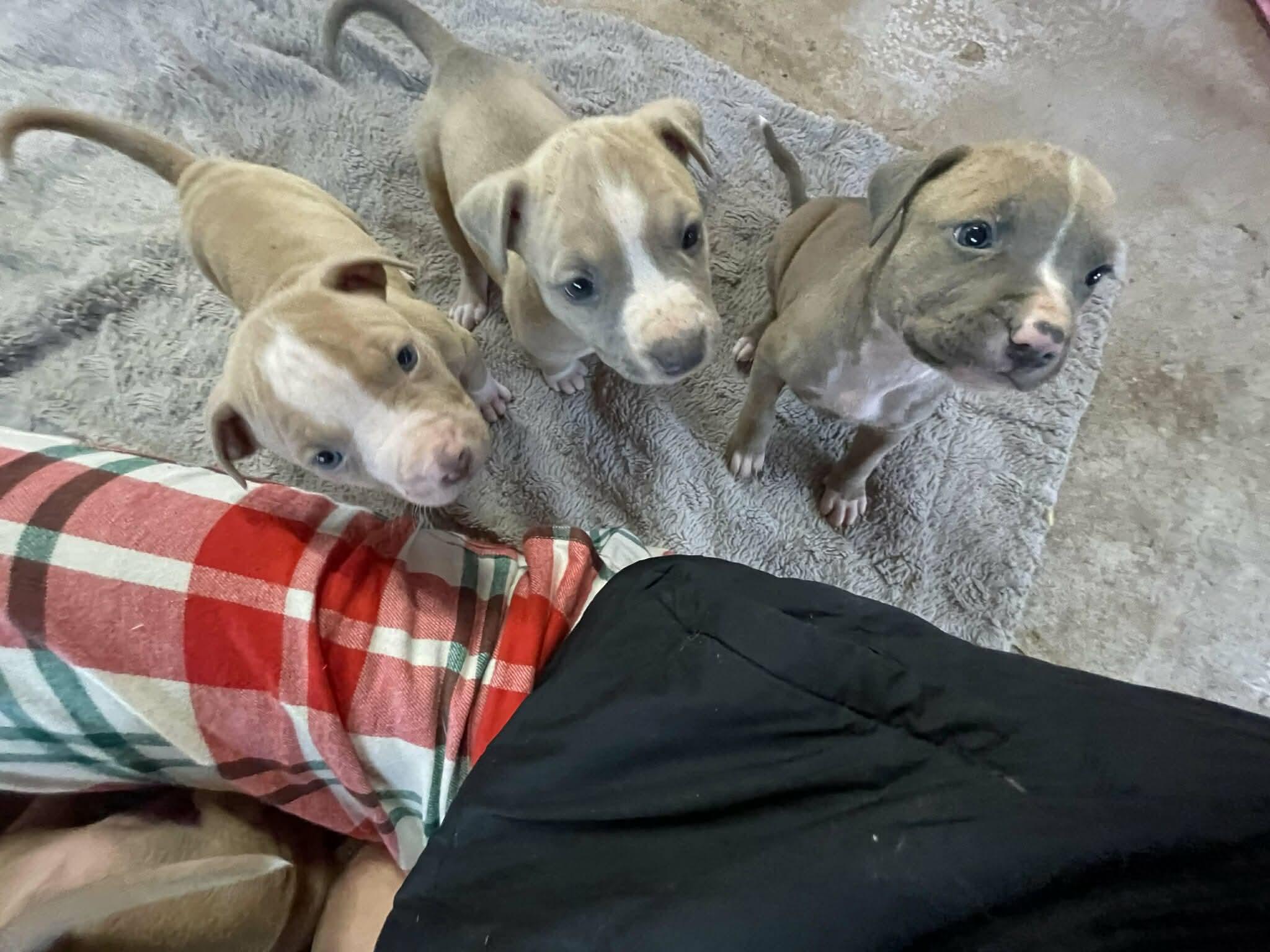 Greta’s babies, a ADOPTABLE mixed breed in Clay, NY image 5/6