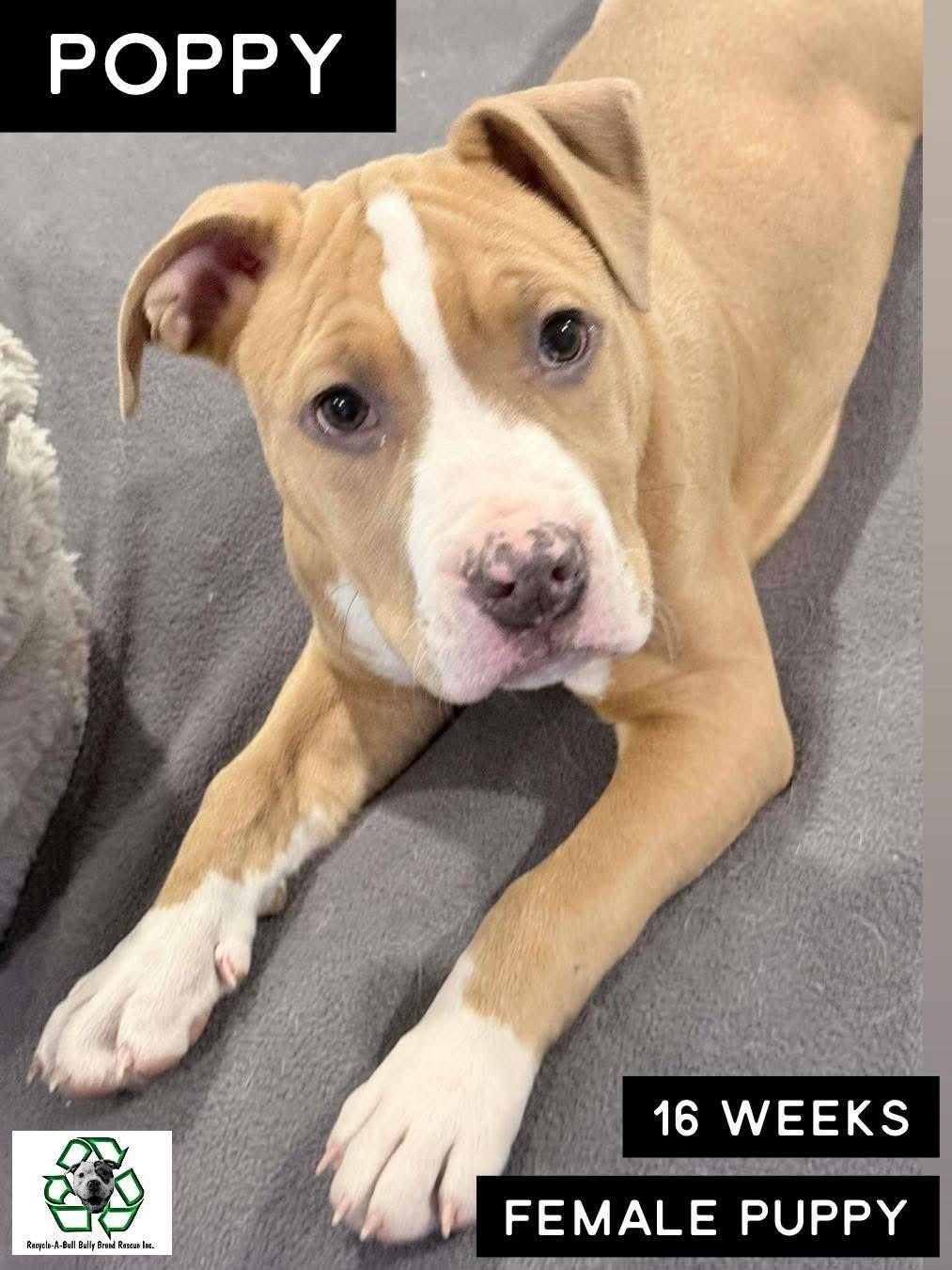 Enlarge Poppy, a ADOPTABLE mixed breed in Clay, NY image 3/4