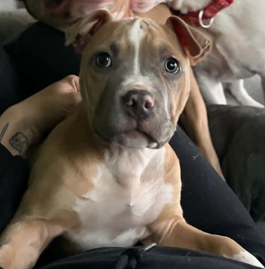 Enlarge Greta’s babies, a ADOPTABLE mixed breed in Clay, NY image 3/4