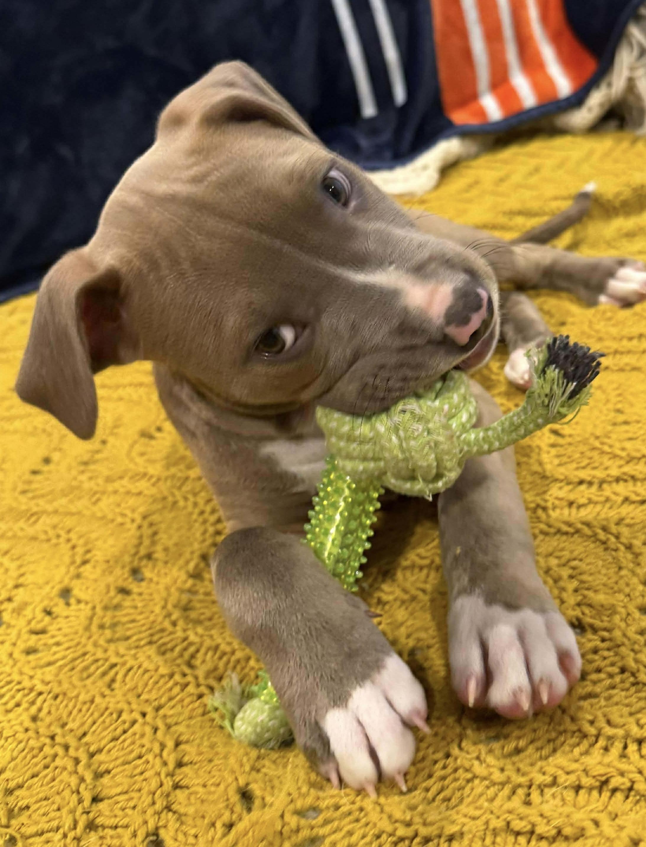 Enlarge Greta’s babies, a ADOPTABLE mixed breed in Clay, NY image 1/4