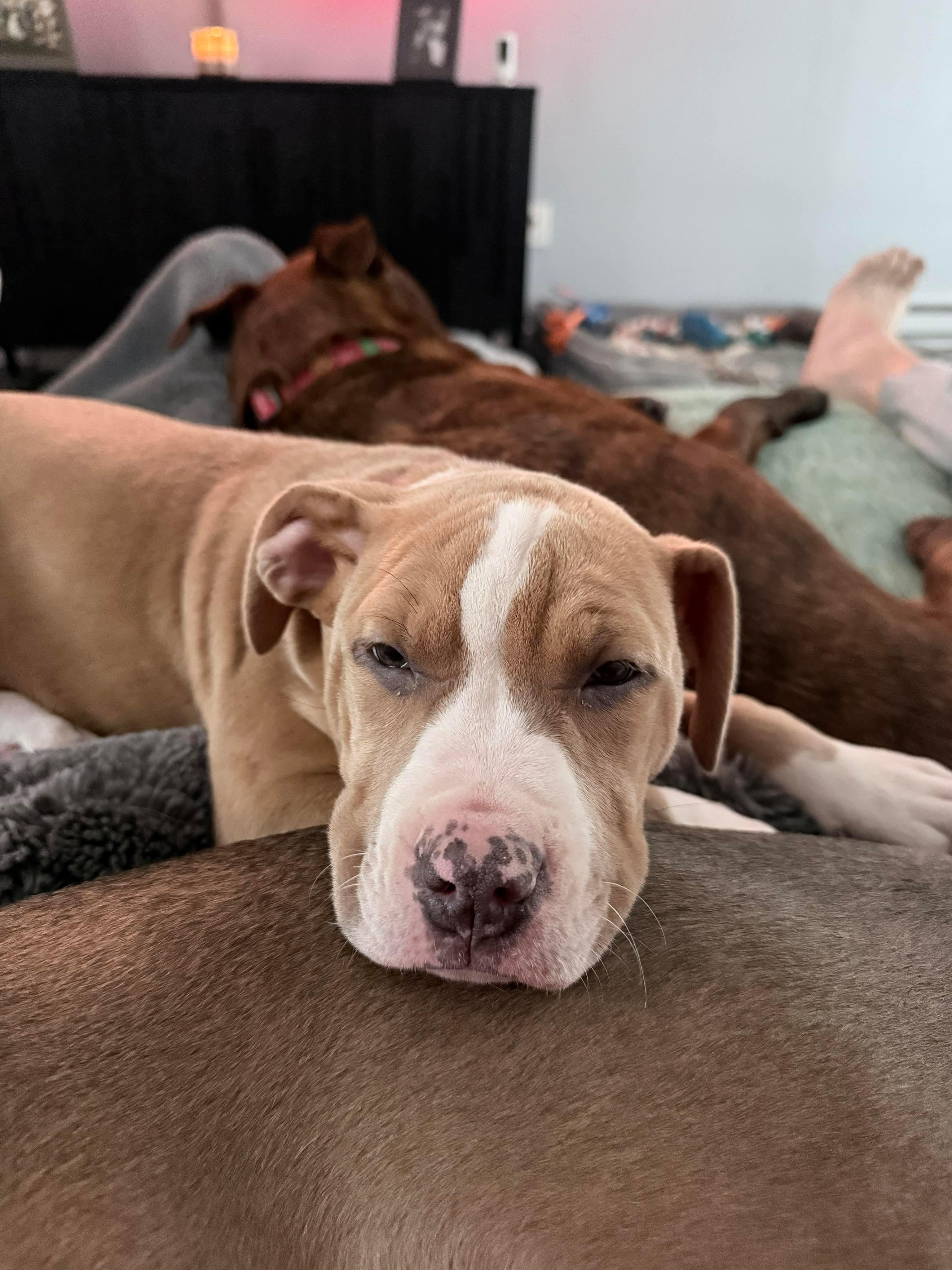 Poppy, ADOPTABLE, Puppy Female Pit Bull Terrier.
