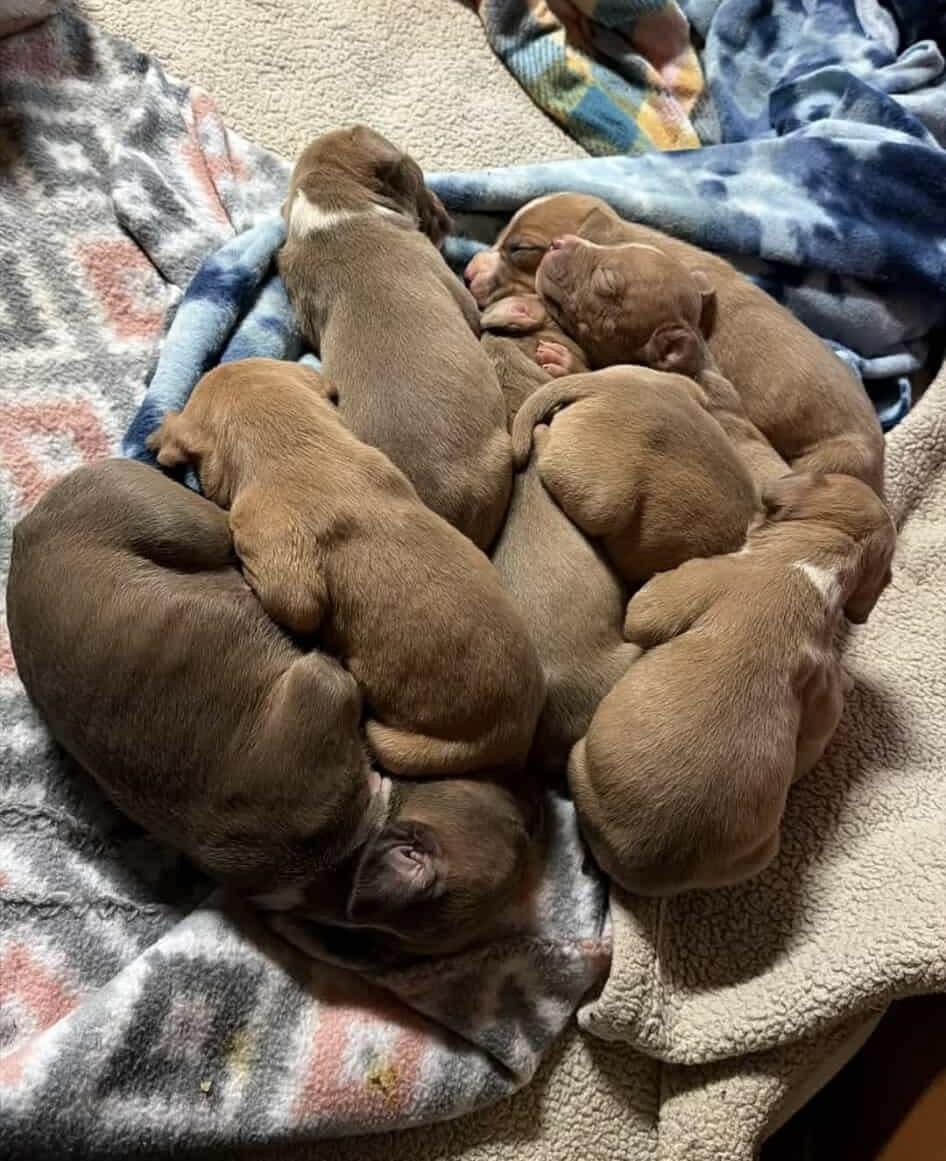 Greta’s babies, a ADOPTABLE mixed breed in Clay, NY image 6/6