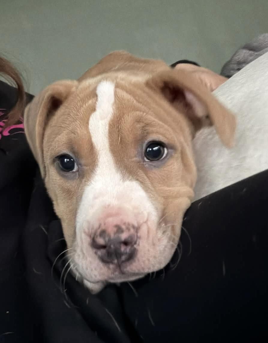 Enlarge Greta’s babies, a ADOPTABLE mixed breed in Clay, NY image 2/4