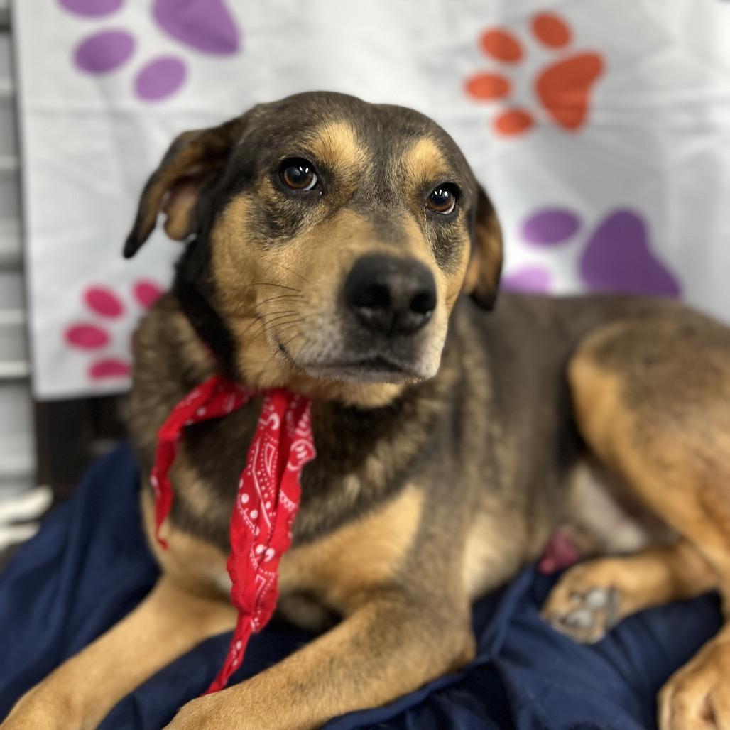 Huck, a Adoptable Labrador Retriever in Princeton, KY image 1/3