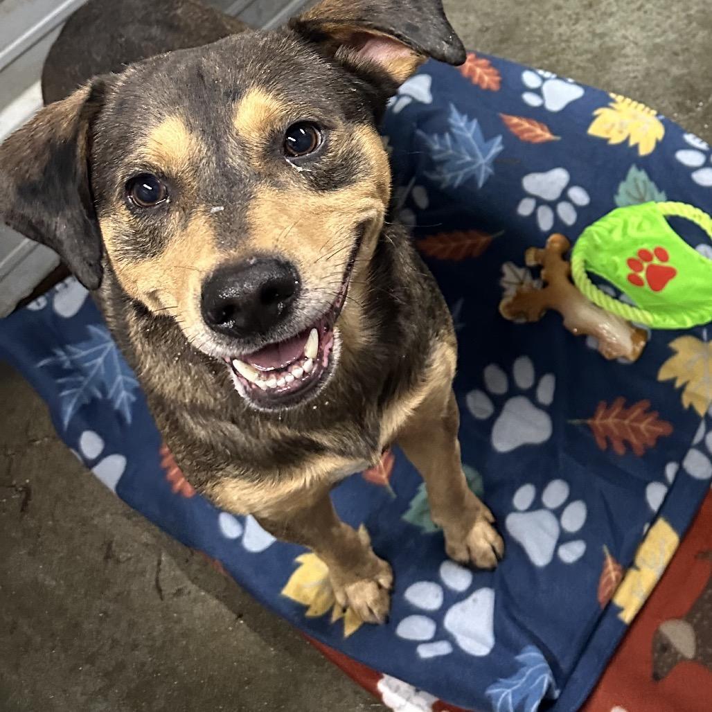 Enlarge Huck, a Adoptable Labrador Retriever in Princeton, KY image 1/1