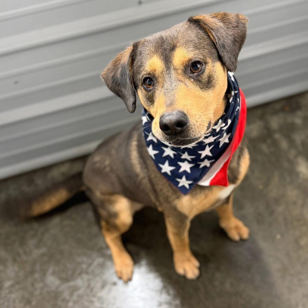 Huck, a Adoptable Labrador Retriever in Princeton, KY image 3/3