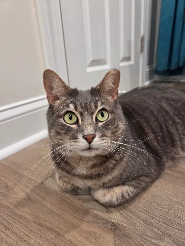 Enzo — thumbnail 2