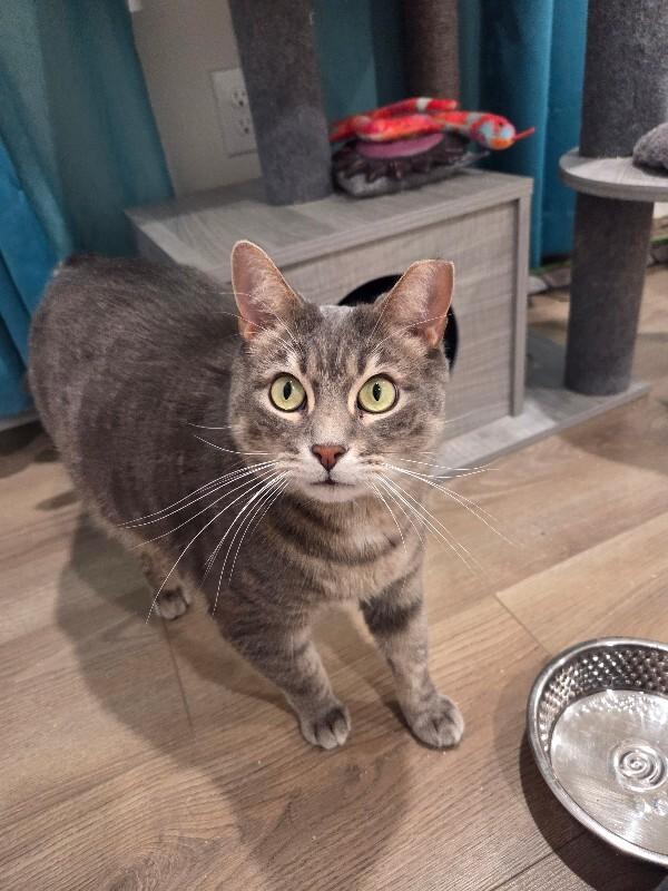 Enzo — thumbnail 3