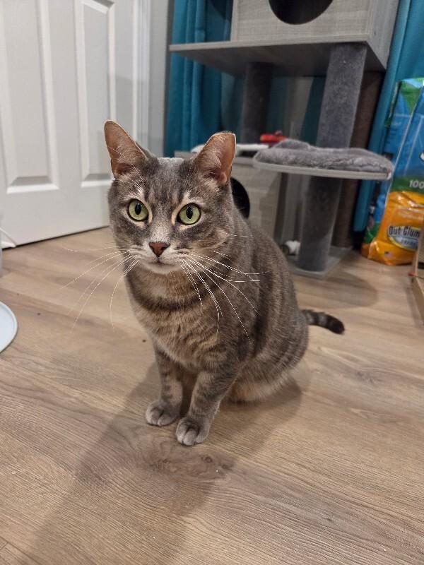 Enzo — thumbnail 4