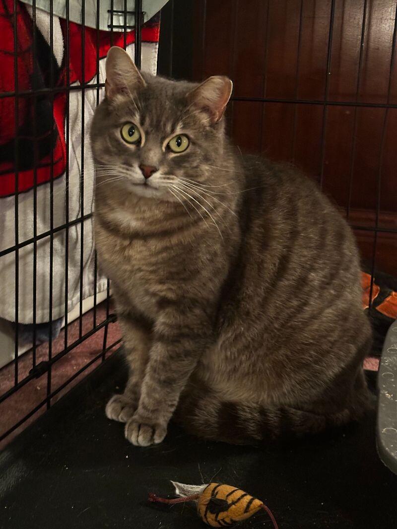 Enzo — thumbnail 5