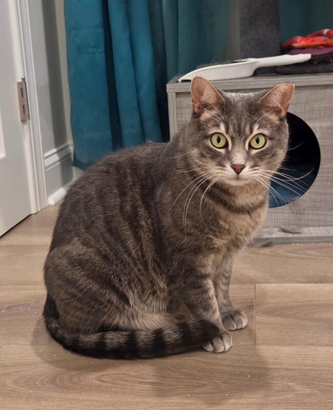 Enzo — thumbnail 6