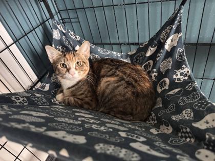 Enlarge Shrimp Cocktail, a Adoptable mixed breed in Berwick, PA image 1/2