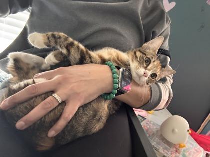 Enlarge Shrimp Cocktail, a Adoptable mixed breed in Berwick, PA image 2/2