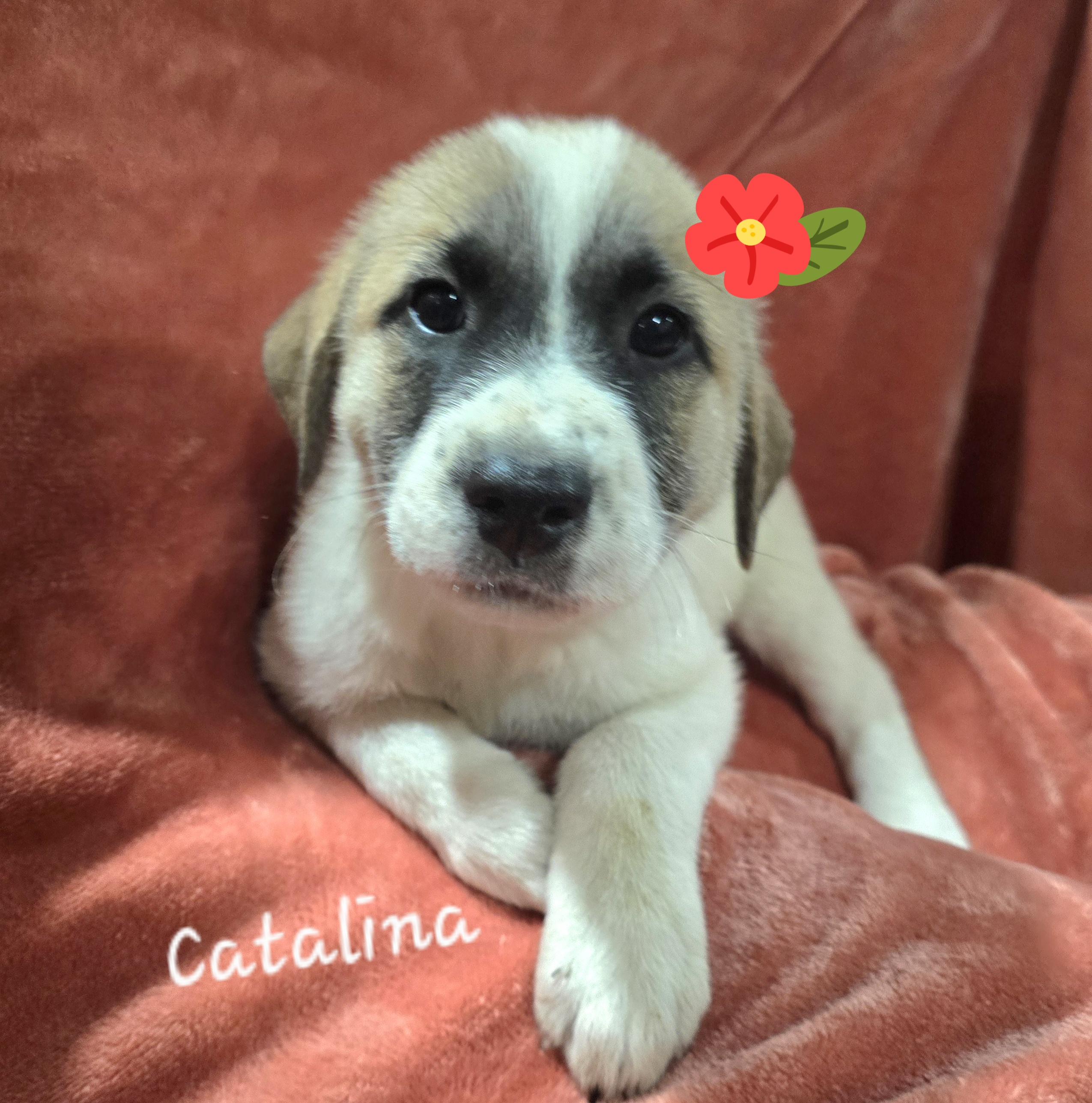 Catalina