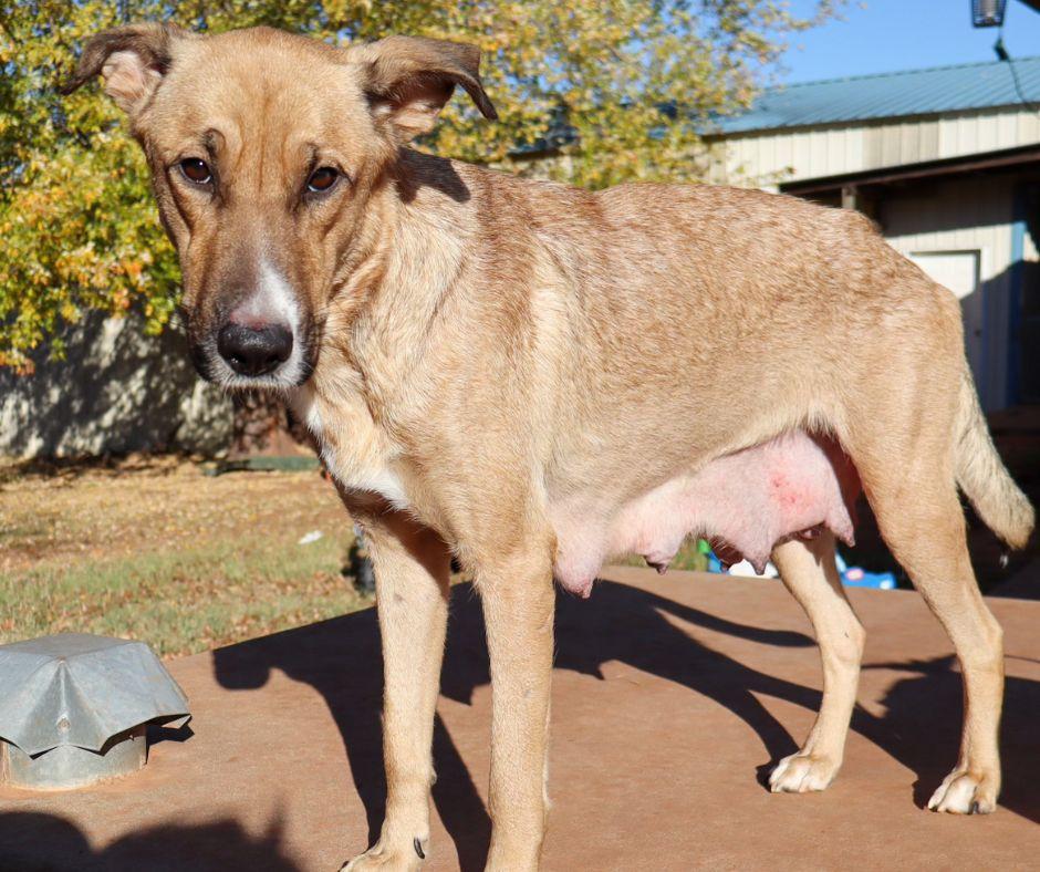 Maude, Adopted, Young Female German Shepherd Dog & Labrador Retriever.