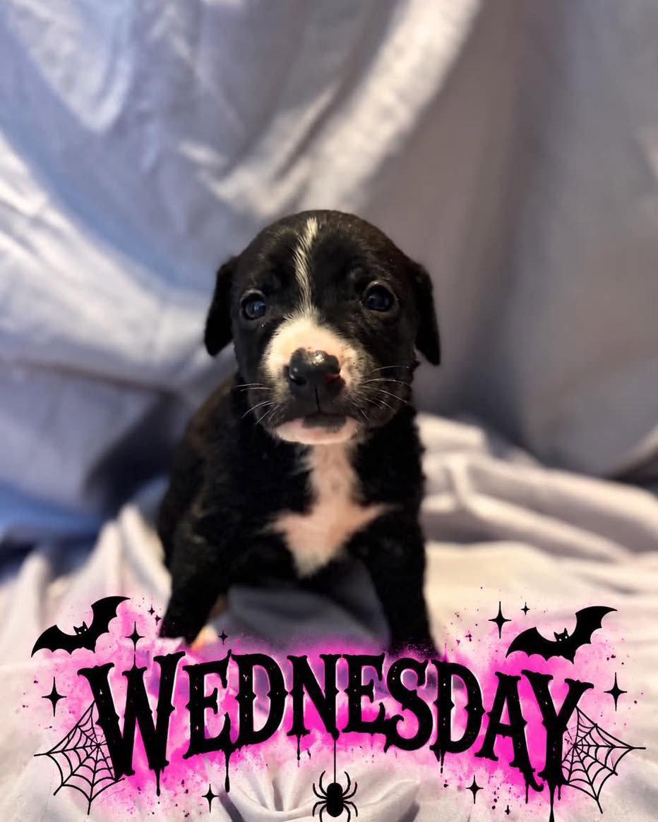 Wednesday photo