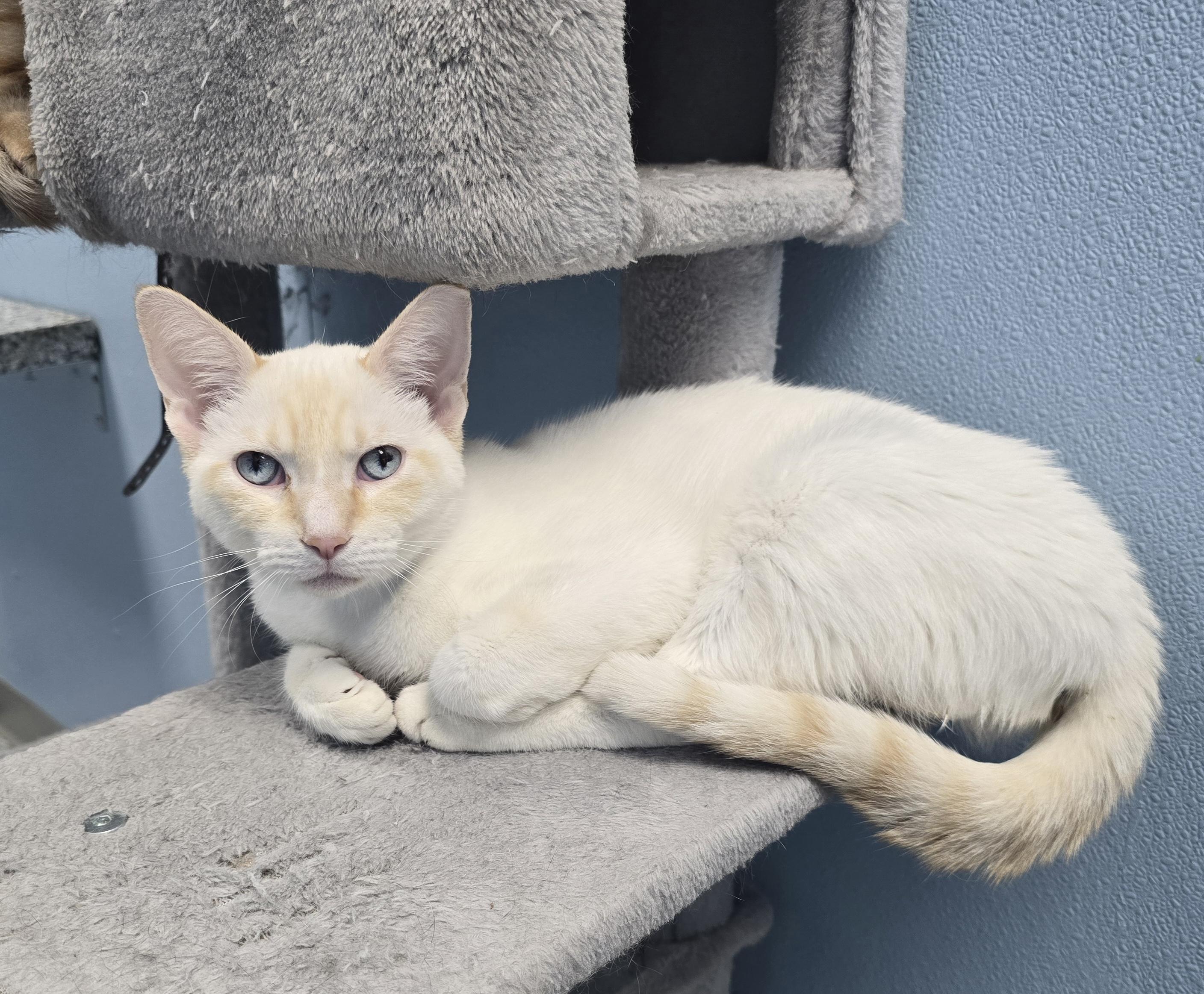 Nugget, adopted, Young Male Domestic Short Hair.