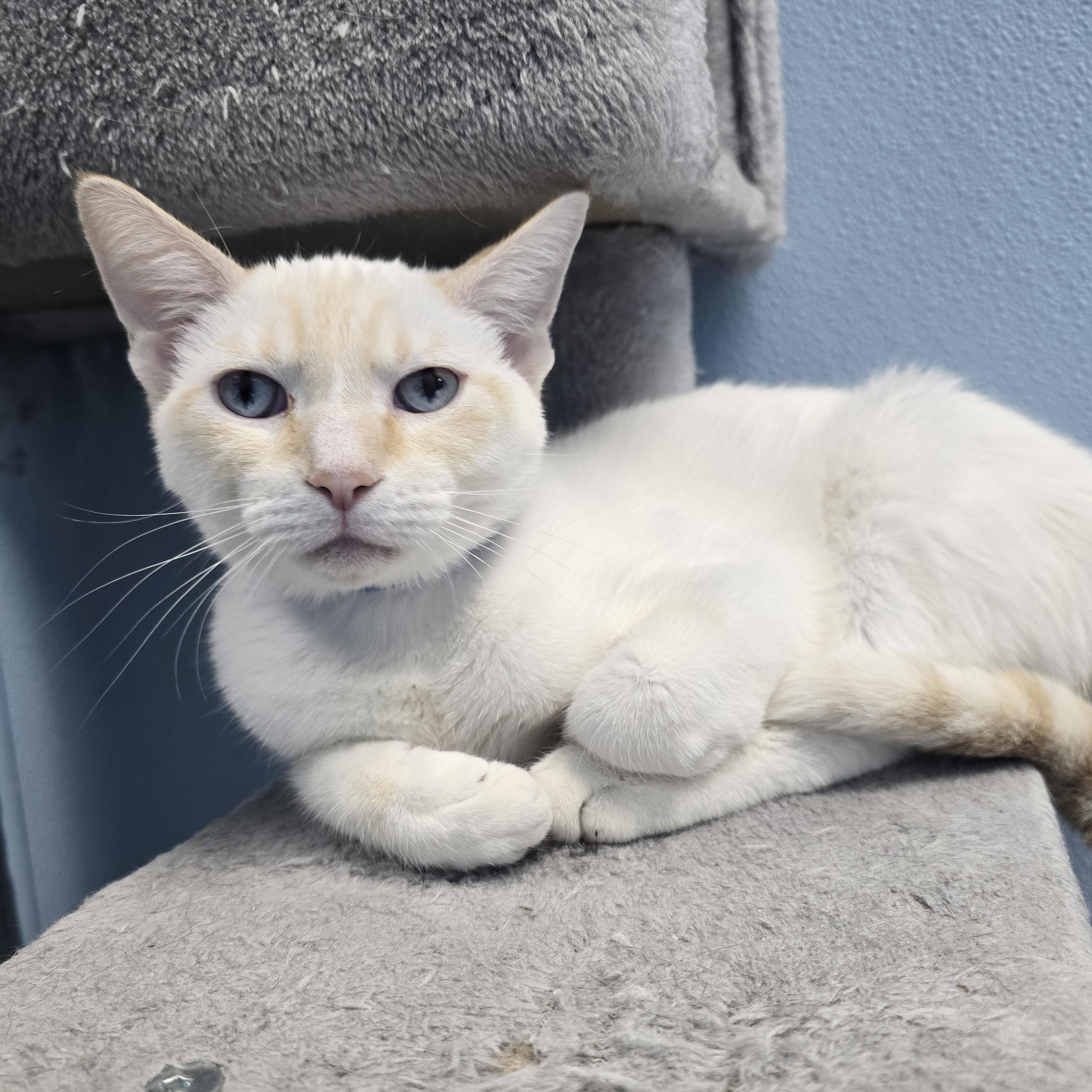 Enlarge Nugget, an adopted Domestic Short Hair in Farmington, MO image 2/2