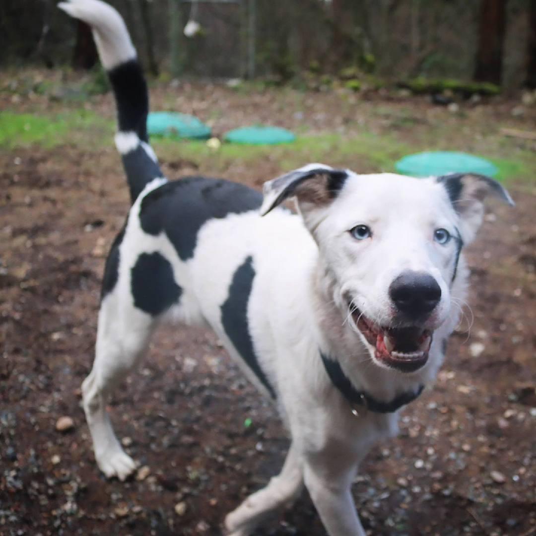 Pongo, an adoptable mixed breed in Seattle, WA image 5/5