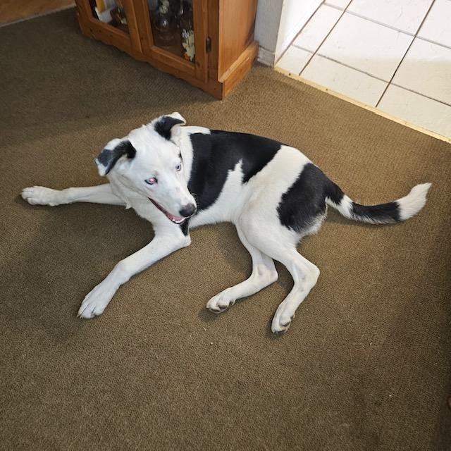 Enlarge Pongo, a ADOPTABLE mixed breed in Seattle, WA image 2/2