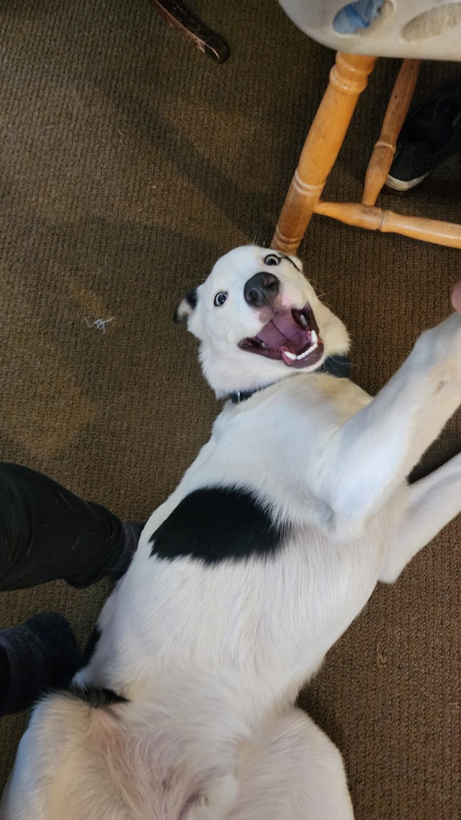 Pongo, an adoptable mixed breed in Seattle, WA image 4/5
