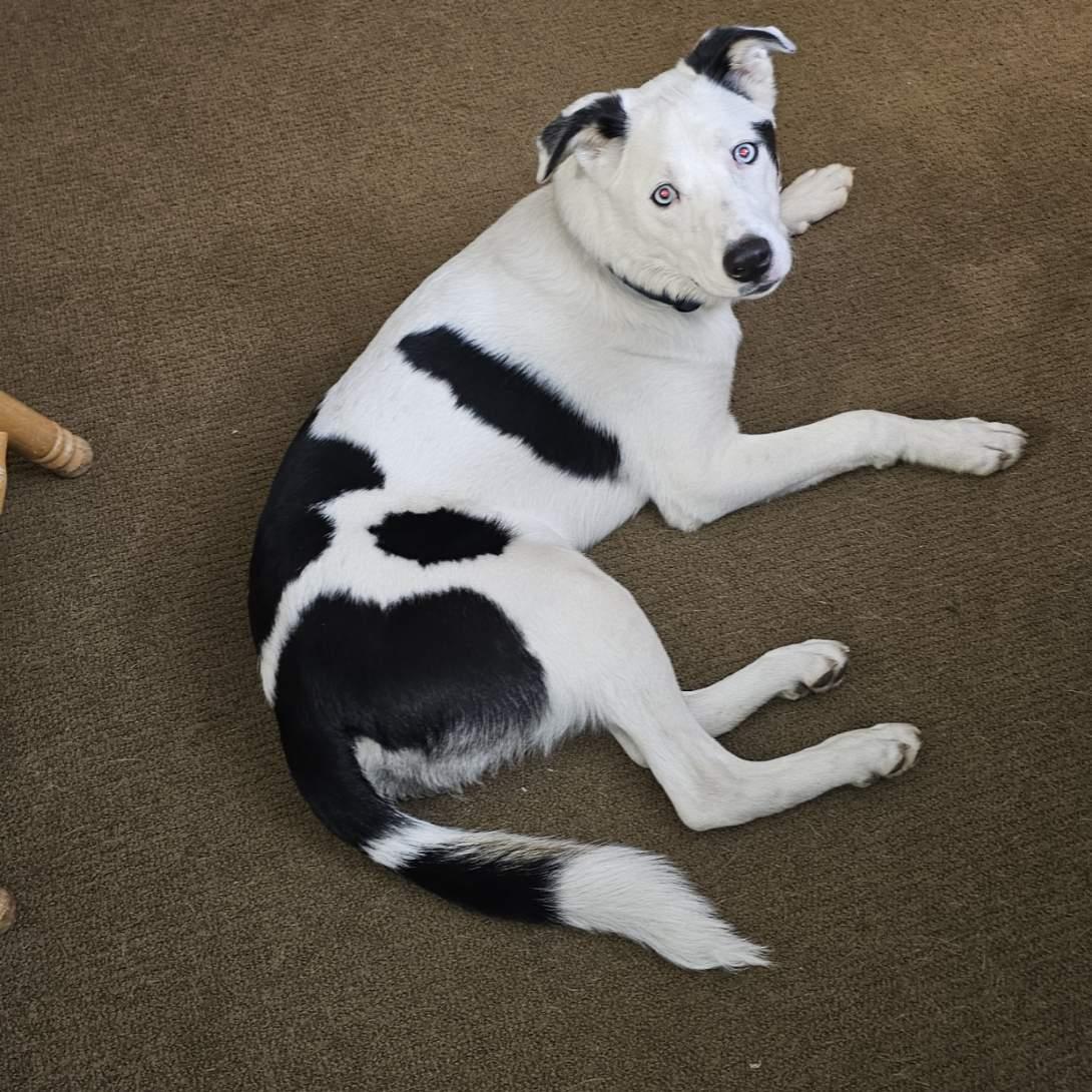 Enlarge Pongo, a ADOPTABLE mixed breed in Seattle, WA image 1/2