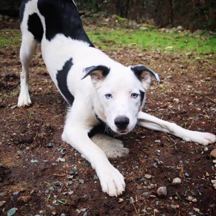 Pongo, adoptable, Young Male Border Collie & Husky.