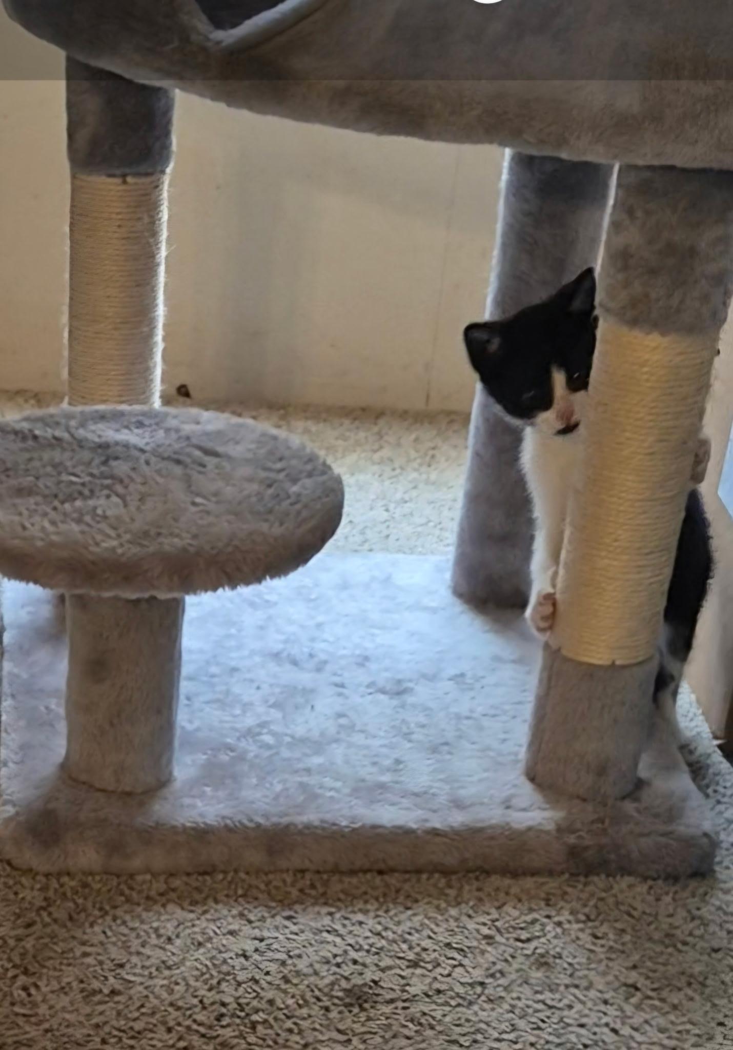 Enlarge Bandit, a ADOPTABLE Tuxedo in Wadsworth, IL image 2/2
