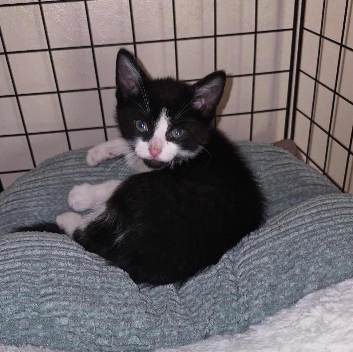 Enlarge Bandit, a ADOPTABLE Tuxedo in Wadsworth, IL image 1/2